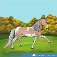 Horse Color:Silver Bay Dun Sabino Tobiano Frame Rabicano
