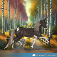 Horse Color:Liver Chestnut Splash Tobiano 