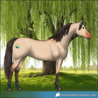 Horse Color:Bay Dun