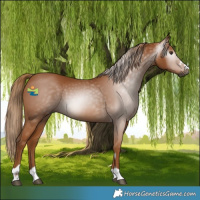 Horse Color:Gray Chestnut 