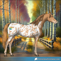 Horse Color:Chestnut Near Leopard 