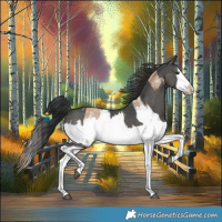 Horse Color:Black Sabino Splash  and Bay Dun Sabino Splash 