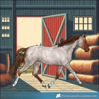 Horse Color:Red Roan Tobiano 