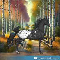 Horse Color:Black Splash Appaloosa 