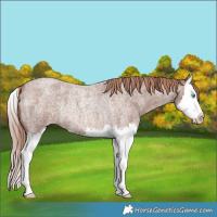 Horse Color:Red Roan Splash Rabicano