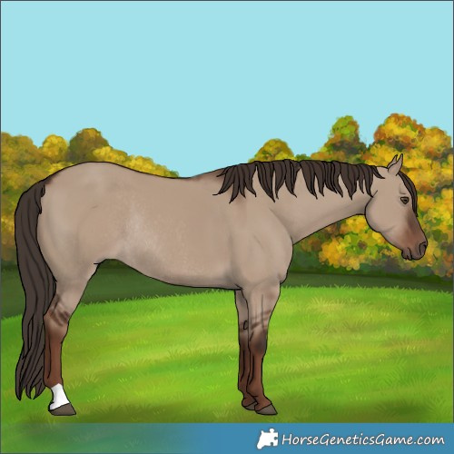 Horse Color:Liver Red Dun Rabicano 