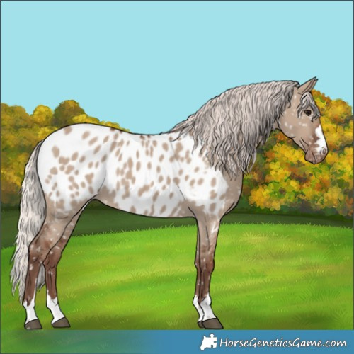 Horse Color:Silver Grullo Near Leopard 