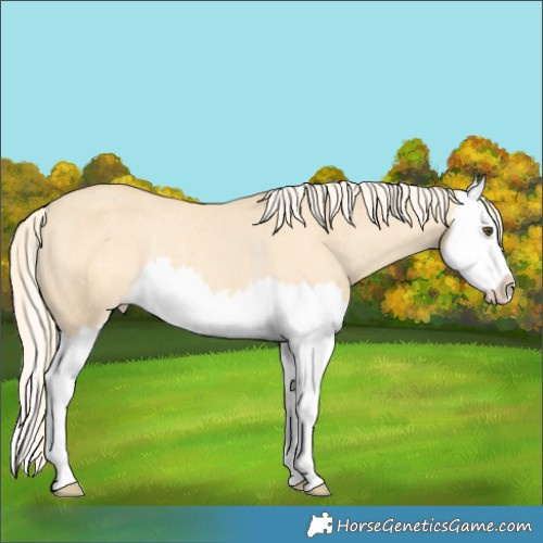 Horse Color:Palomino Dun Splash Appaloosa Rabicano 