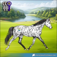 Horse Color:Black Appaloosa 