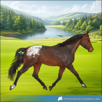 Horse Color:Bay Appaloosa Rabicano 