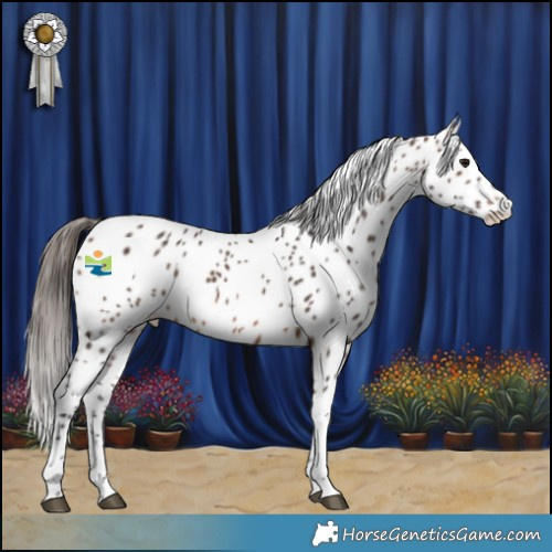 Horse Color:Brown Tobiano Appaloosa Rabicano 