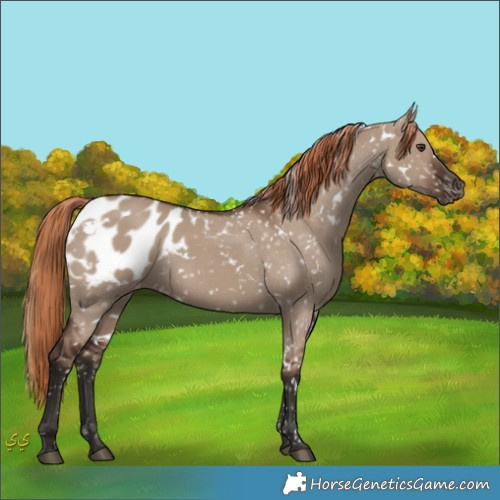 Horse Color:White Spotted Liver Red Dun Appaloosa 