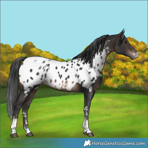 Horse Color:Brown Tobiano Appaloosa Rabicano 