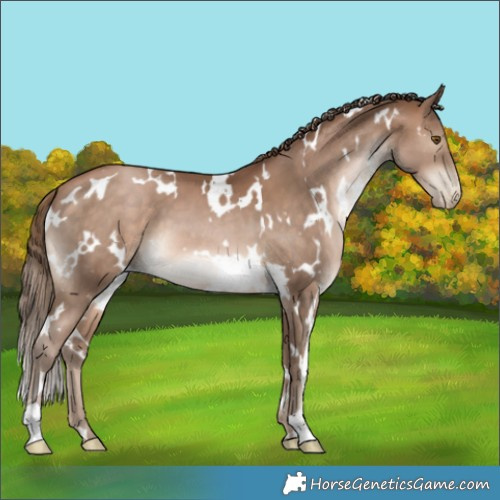 Horse Color:White Spotted Brown Pearl 