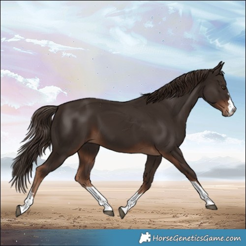 Horse Color:Liver Chestnut 