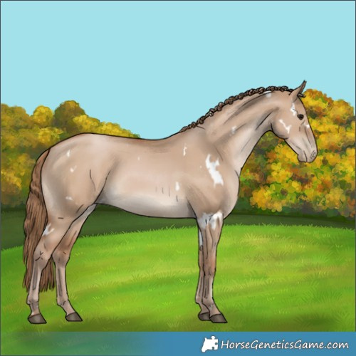 Horse Color:White Spotted Grullo Pearl 