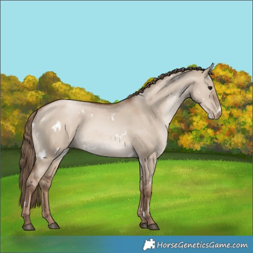 Horse Color:White Spotted Grullo Pearl 
