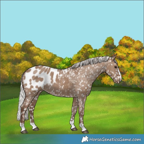 Horse Color:Silver Grullo Blanket 