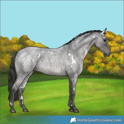 Horse Color:White Spotted Blue Ice Roan 