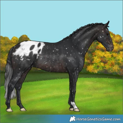 Horse Color:Brown Appaloosa Rabicano 