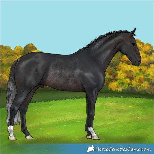 Horse Color:Brown Rabicano 