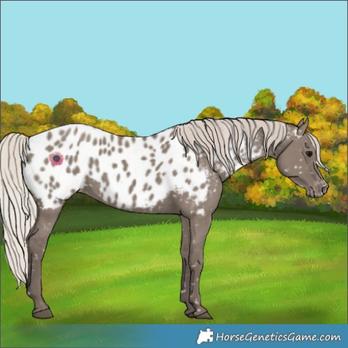 Horse Color:Silver Grullo Appaloosa 