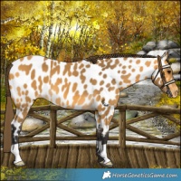 Horse Color:Buckskin Near Leopard 