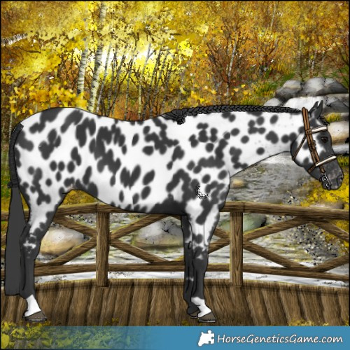 Horse Color:Black Appaloosa 