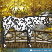 Horse Color:Black Near Leopard