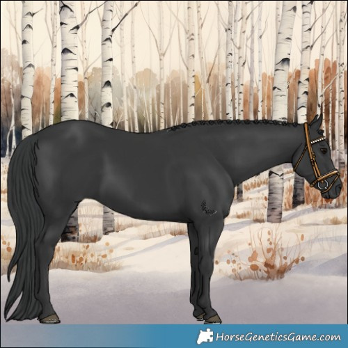 Horse Color:Black 