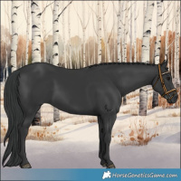 Horse Color:Black 