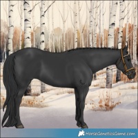 Horse Color:Black 