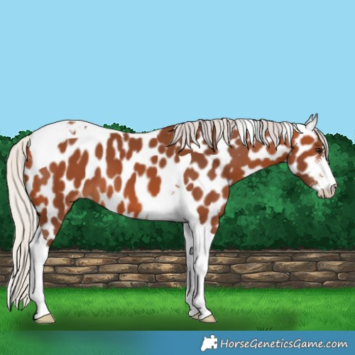 Horse Color:Silver Bay Sabino Tobiano Appaloosa 