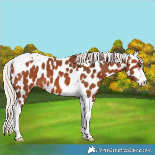 Horse Color:Silver Bay Sabino Tobiano Leopard