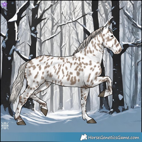 Horse Color:Silver Grullo Appaloosa 