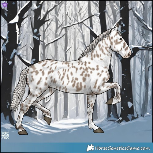 Horse Color:Silver Grullo Appaloosa 
