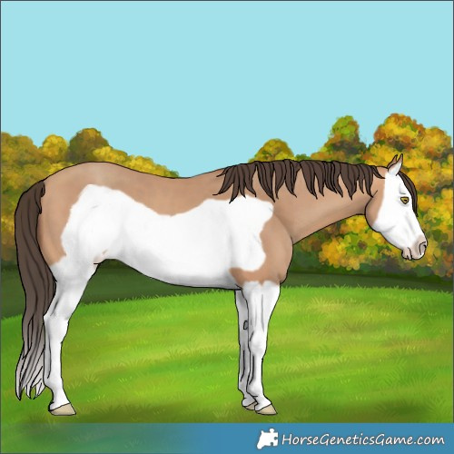 Horse Color:Amber Champagne Splash Frame 