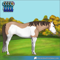 Horse Color:Amber Champagne Splash Frame