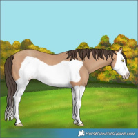 Horse Color:Amber Champagne Splash Frame