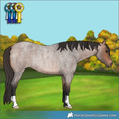 Horse Color:Bay Roan Rabicano 