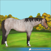 Horse Color:Bay Roan Rabicano