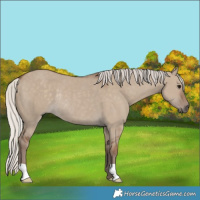 Horse Color:Silver Grullo Rabicano 