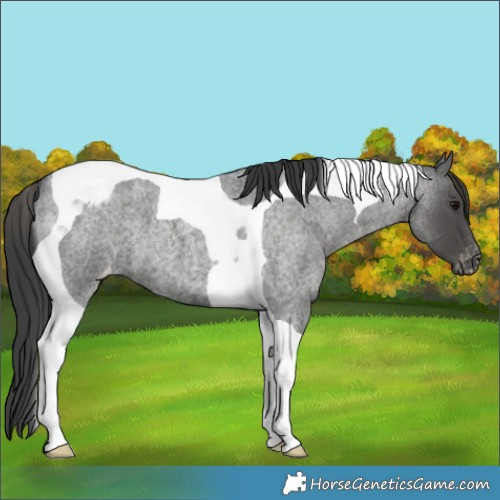 Horse Color:Blue Roan Tobiano Appaloosa 
