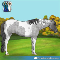 Horse Color:Blue Roan Tobiano Appaloosa 