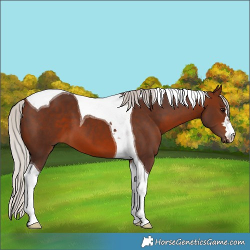 Horse Color:Silver Bay Tobiano 