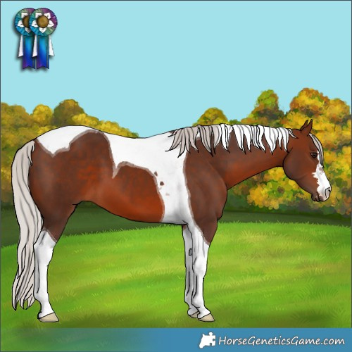 Horse Color:Silver Bay Tobiano 