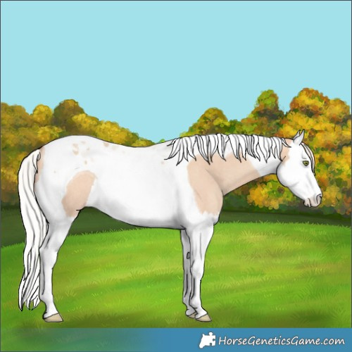 Horse Color:Silver Sable Champagne Dun Splash Tobiano Rabicano 