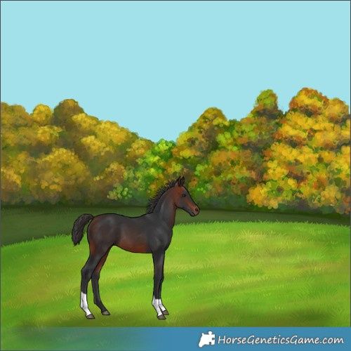 Horse Color:Bay Tobiano 