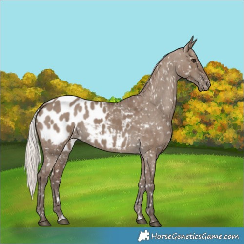 Horse Color:Silver Grullo Appaloosa
