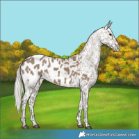 Horse Color:Silver Grullo Blanket